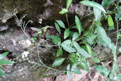 Codonacanthus pauciflorus, photographed by agujaceratops