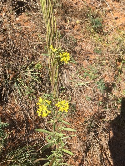Erysimum virgatum, photographed by Karsten Rohweder