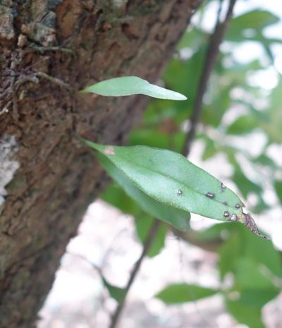 Loxogramme salicifolia, photographed by agujaceratops