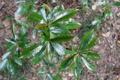 Ardisia cornudentata, photographed by agujaceratops