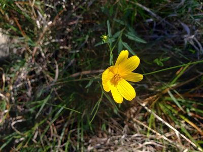 Bidens mitis, photographed by Valerie Anderson