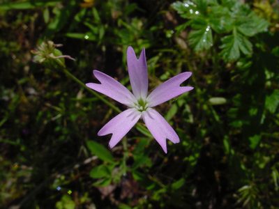 Eudianthe laeta, photographed by Carlos Franquinho