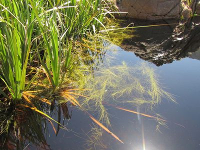 Isolepis striata, photographed by douglaseustonbrown
