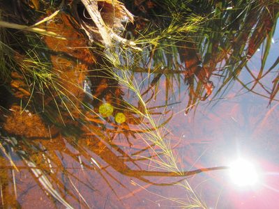Isolepis striata, photographed by douglaseustonbrown