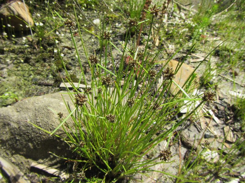 Isolepis antarctica, photographed by douglaseustonbrown