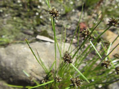 Isolepis antarctica, photographed by douglaseustonbrown