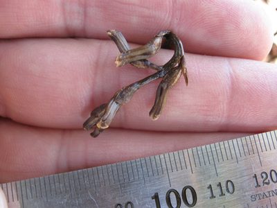 Gastrodia minor, photographed by Ed Wilson
