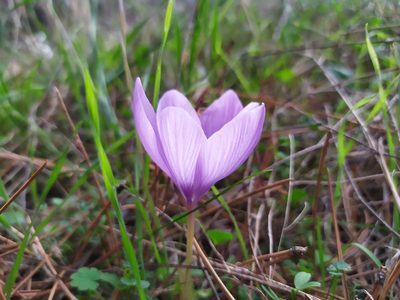 Crocus pallasii, photographed by Asrın Akıncıoğlu
