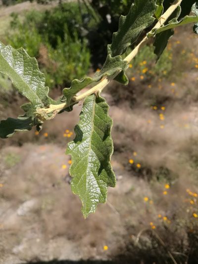 Quercus deserticola, photographed by Juan Carlos Pérez Magaña