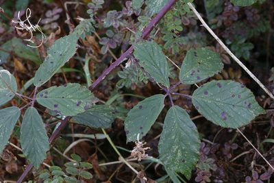 Rubus lindleyanus, photographed by Stephen James McWilliam