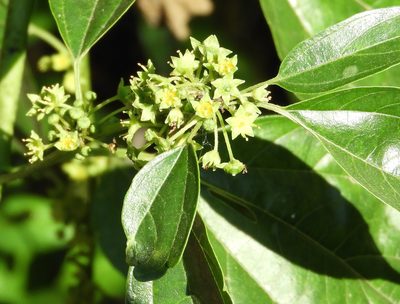 Colubrina triflora, photographed by Francisco Farriols Sarabia