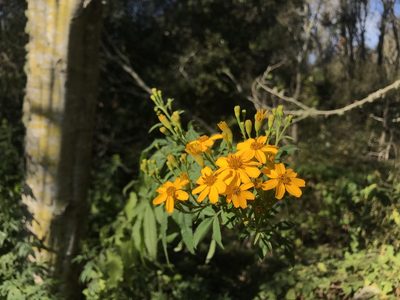 Tagetes lemmonii, photographed by Dario Taraborelli