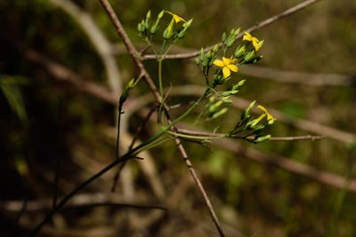 Kalanchoe ceratophylla, photographed by 國立臺灣博物館