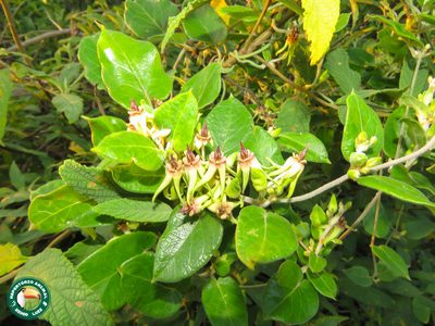 Oxypetalum banksii, photographed by Diogo Luiz