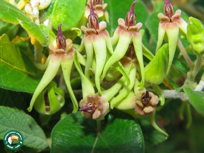 Oxypetalum banksii, photographed by Diogo Luiz