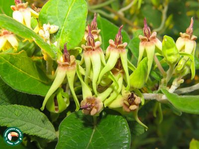 Oxypetalum banksii, photographed by Diogo Luiz