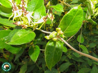 Oxypetalum banksii, photographed by Diogo Luiz