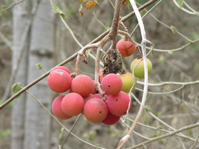 Ampelocissus acapulcensis, photographed by Alexis López Hernández