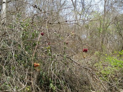 Ampelocissus acapulcensis, photographed by Alexis López Hernández