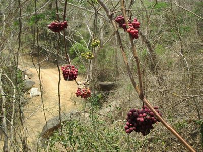 Ampelocissus acapulcensis, photographed by Alexis López Hernández