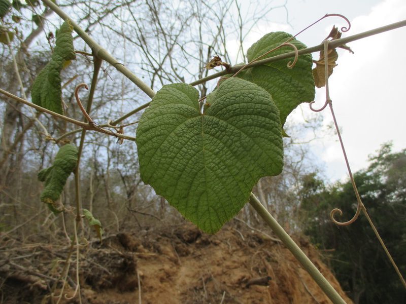 Ampelocissus acapulcensis, photographed by Alexis López Hernández