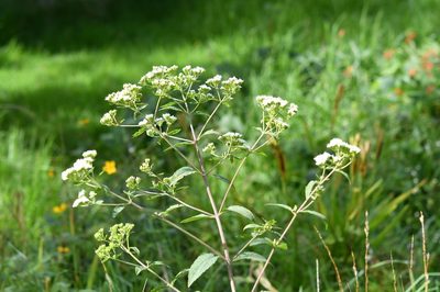 Stevia jorullensis, photographed by Neptalí Ramírez Marcial
