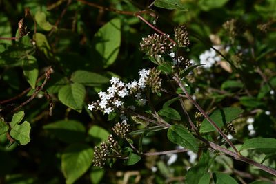 Stevia jorullensis, photographed by Neptalí Ramírez Marcial