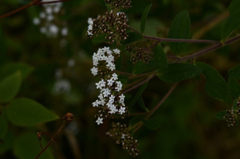 Stevia jorullensis, photographed by Neptalí Ramírez Marcial