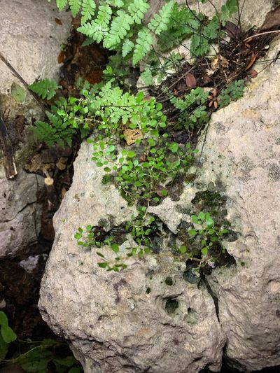 Pilea herniarioides, photographed by Carrie Seltzer