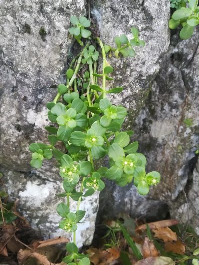 Sedum rhodocarpum, photographed by Francisco Martínez González