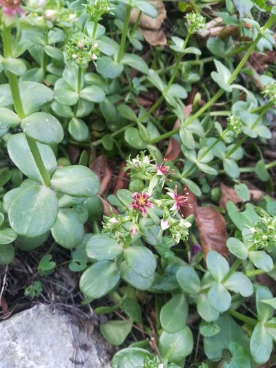 Sedum rhodocarpum, photographed by Francisco Martínez González