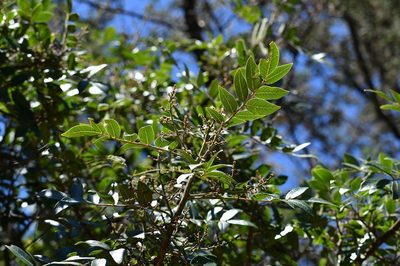 Rhus schiedeana, photographed by Neptalí Ramírez Marcial