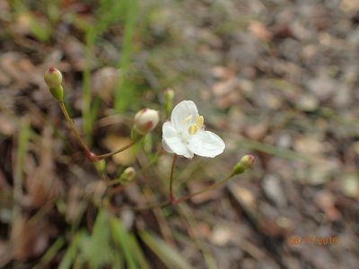 Libertia mooreae, photographed by Duncan Cunningham