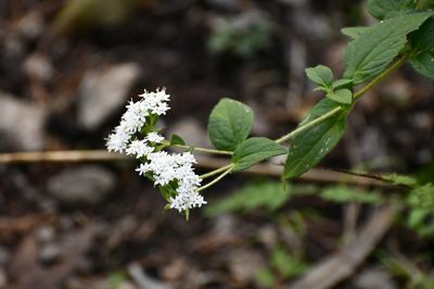 Stevia incognita, photographed by Neptalí Ramírez Marcial
