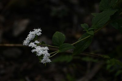 Stevia incognita, photographed by Neptalí Ramírez Marcial