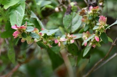 Aspicarpa hexandra, photographed by Neptalí Ramírez Marcial