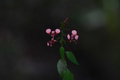 Lopezia hirsuta, photographed by Neptalí Ramírez Marcial