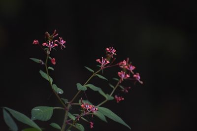 Lopezia hirsuta, photographed by Neptalí Ramírez Marcial