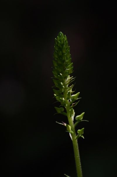 Ponthieva mexicana, photographed by Neptalí Ramírez Marcial