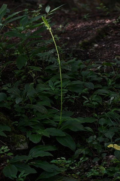 Ponthieva mexicana, photographed by Neptalí Ramírez Marcial