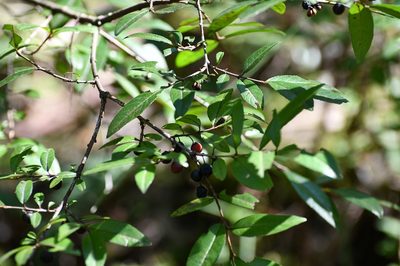 Frangula mcvaughii, photographed by Neptalí Ramírez Marcial