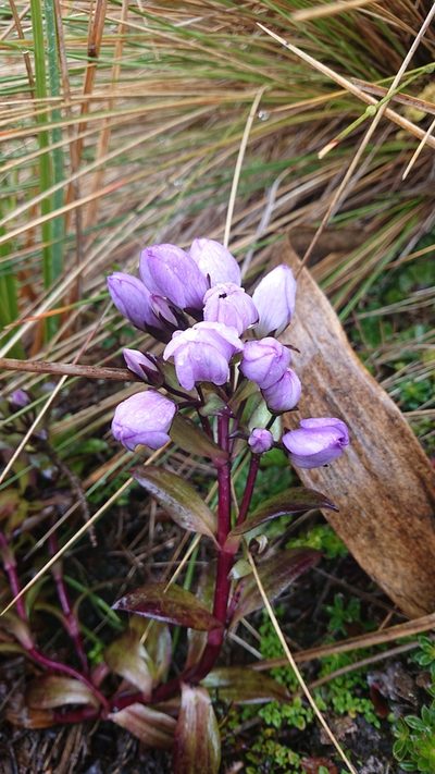 Gentianella foliosa, photographed by Diego Inclan