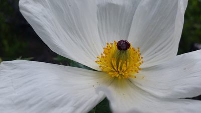 Argemone glauca, photographed by cwarneke