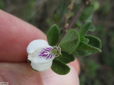 Justicia anagalloides, photographed by Chris Vynbos
