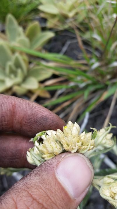 Pseudognaphalium attenuatum, photographed by cwarneke