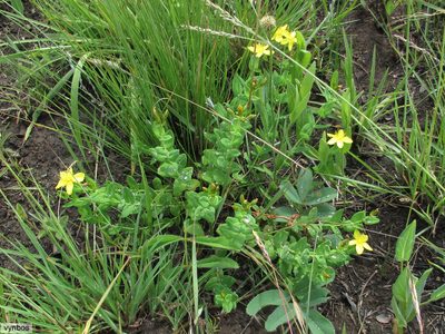 Hypericum aethiopicum, photographed by Chris Vynbos