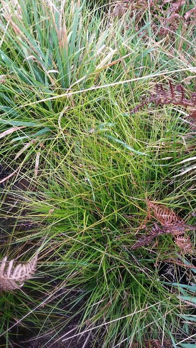 Carex subfusca, photographed by cwarneke