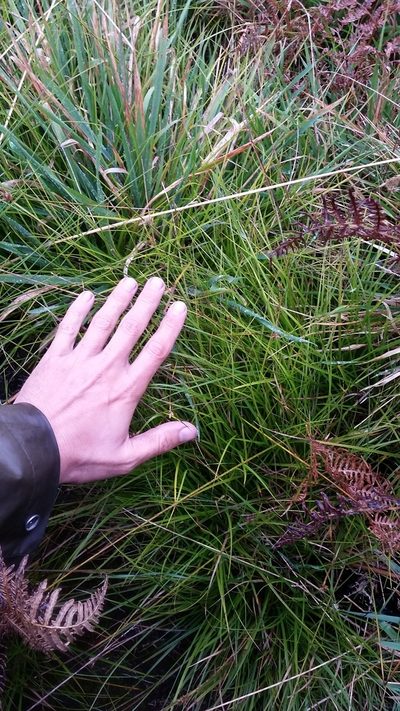 Carex subfusca, photographed by cwarneke