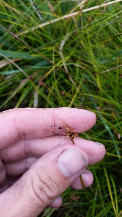 Carex subfusca, photographed by cwarneke