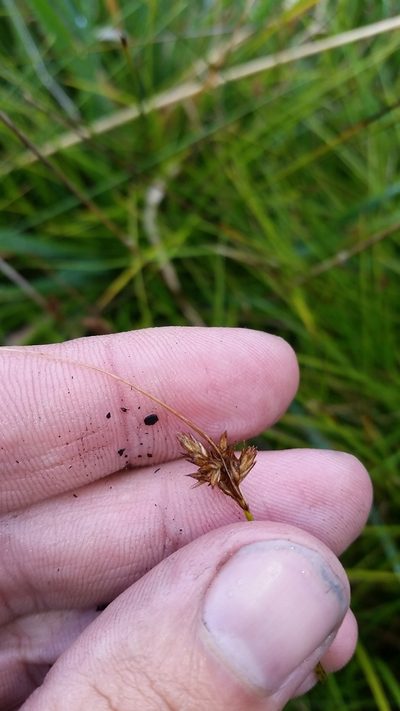 Carex subfusca, photographed by cwarneke